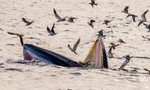 Nhà khoa học lý giải cá voi xuất hiện trên biển Bình Định