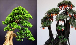 3 cây cảnh bonsai quý tộc, khí chất phi thường, giá trị cao, mang thịnh vượng, sung túc vào nhà