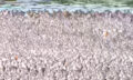 Hàng chục nghìn chim dẽ chen chúc trong đầm lầy