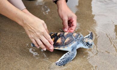 Thả rùa biển, cua hoa về với tự nhiên