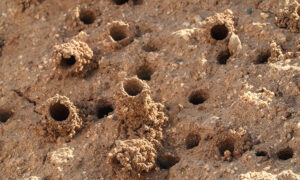 Loài ong xây lâu đài cát trên bãi biển