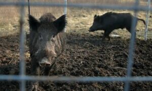 ‘Siêu lợn’ xâm nhập vào Mỹ