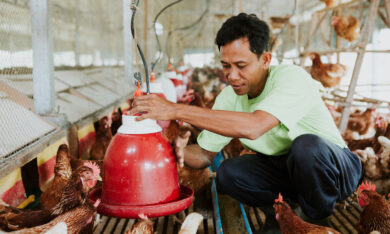 Campuchia có ca nhiễm cúm H5N1, Viện Pasteur TP.HCM ra chỉ đạo khẩn