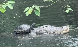 Rùa cưỡi cá sấu dài 3 m