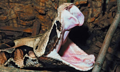 Loài rắn độc nặng 20 kg có răng nanh dài nhất hành tinh