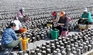 Huyện Trung Quốc thoát nghèo nhờ trồng mộc nhĩ