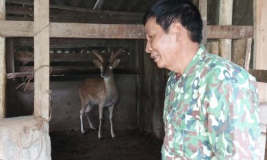 Làm giàu từ nuôi hươu sao