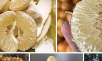 Bưởi Diễn ngon ngọt, ăn như thế nào để giữ dáng, đẹp da và giảm cân hiệu quả?