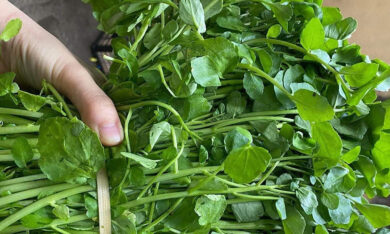 Rau cải xoong được đánh giá ‘bẩn nhất’ nhưng có thể giúp ngăn ngừa ung thư
