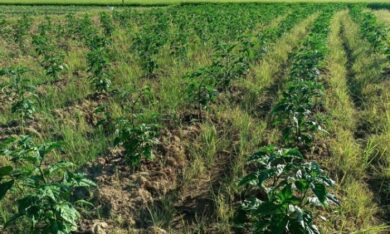 Từ đam mê với loại cây này, 9x Lâm Đồng biến thành nghề, thu vài trăm triệu/năm