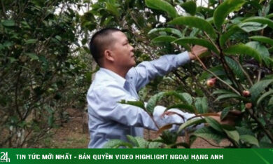 Khởi nghiệp từ loại cây từng mọc dại trên rừng, “lão nông” Quảng Ninh thu hàng tỷ đồng