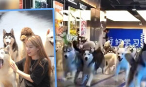 100 con chó Husky trốn khỏi quán cà phê, náo loạn trung tâm thương mại