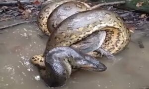 Trăn anaconda siết cá sấu caiman tới chết