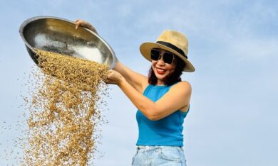 Vì sao cánh đồng An Nhứt mùa lúa chín vàng bỗng nhiên gây sốt