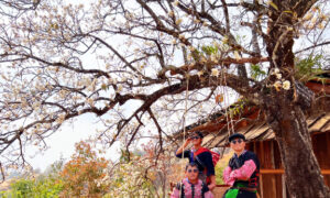 Du khách về Sơn La săn hoa sơn tra, ăn tối cực ‘chill’ dưới gốc cây trăm tuổi