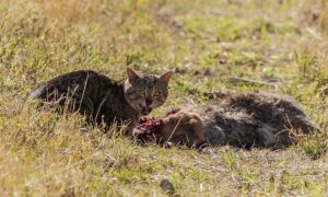 Australia đau đầu xử lý thảm họa mèo hoang
