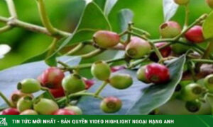 Bất ngờ loại lá quen thuộc của người Việt giúp hỗ trợ điều trị bệnh tiểu đường, giải độc gan hiệu quả