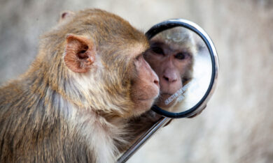 Những động vật nào có thể nhận ra mình trong gương?