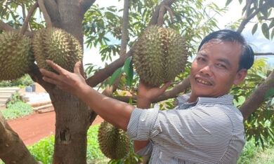 Người đàn ông trồng sầu riêng trên khu đất cằn ở Gia Lai, thu 15 tỷ đồng/năm
