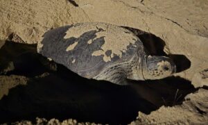Rùa đẻ 400 trứng ở biển Quy Nhơn