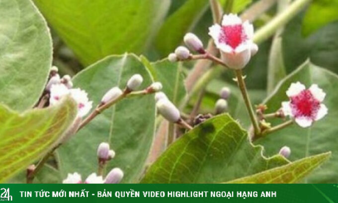 Lá mơ lông – gia vị chữa bệnh không phải ai cũng biết