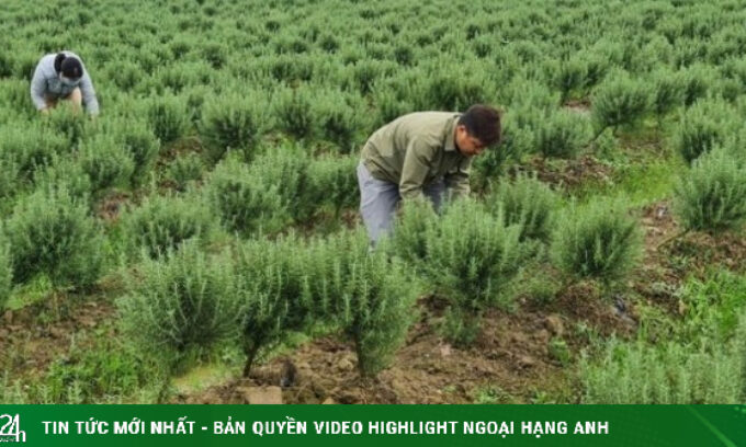 8x Thái Bình về quê khởi nghiệp với loại cây “lạ”, thu về hàng trăm triệu đồng