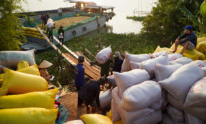 Thủ tướng yêu cầu kiểm tra, giám sát thu mua gạo xuất khẩu