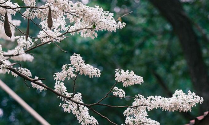 “Thiên đường tuyết trắng” ngay giữa lòng thủ đô, du khách không nên bỏ qua
