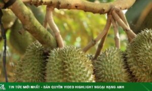 Sầu riêng chữa bệnh gì?