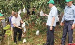 Bao quả – tăng giá trị kinh tế