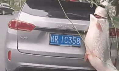 Treo cá khủng gần 40kg sau xe diễu phố, người đàn ông nhận ‘kết đắng’