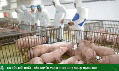 Cổ phiếu Dabaco tăng kịch trần sau lùm xùm C.P. Việt Nam bán thịt lợn bệnh