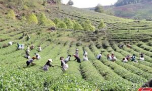 Thuận Châu, Sơn La khai thác lợi thế phát triển nông nghiệp bền vững