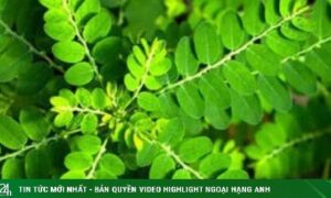 7 giải pháp tự nhiên giúp loại bỏ sỏi thận