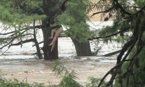 Bị lũ cuốn trôi 32 km, cô gái sống sót nhờ bám vào cây