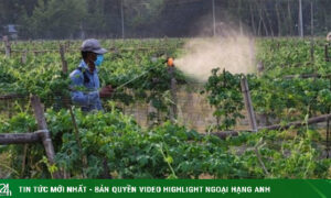 Phát hiện gây sốc về hóa chất gây vô sinh hàng loạt trên rau củ bạn ăn mỗi ngày