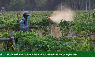 Phát hiện gây sốc về hóa chất gây vô sinh hàng loạt trên rau củ bạn ăn mỗi ngày