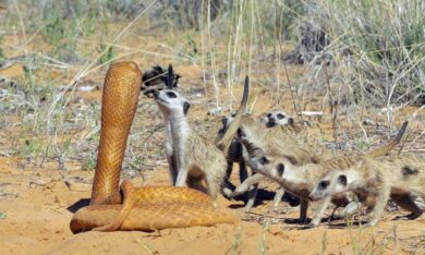 Đàn cầy vằn hợp sức đánh đuổi robot rắn hổ mang