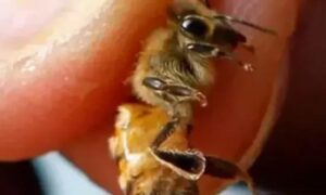 Dùng ong đốt để điều trị ung thư, người phụ nữ phải cắt bỏ cả hai bên ngực