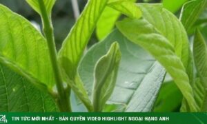Nhai lá ổi hàng ngày có tác dụng gì?
