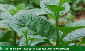 10 bài thuốc từ rau mồng tơi