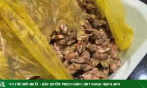 Sản vật hình thù kỳ dị ở biển Việt, tên lạ lùng, khách sành ăn săn đón