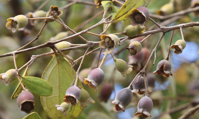 Trồng sim dại hái quả bán