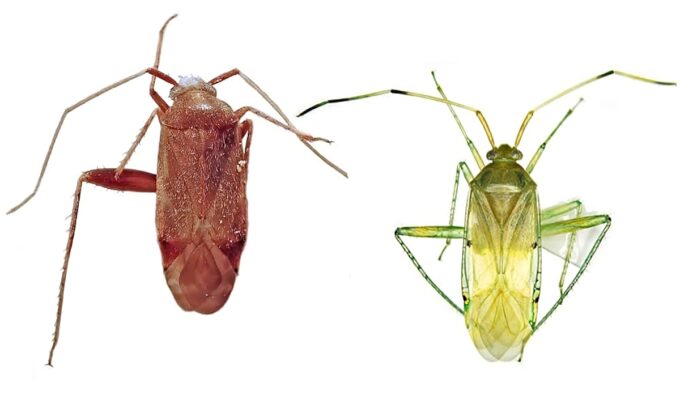 Phát hiện hai loài bọ xít mù ở Việt Nam