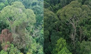 Loài cây tiến hóa để sét đánh tiêu diệt kẻ thù