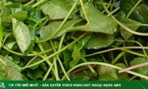 6 công dụng đưa rau má trở thành ‘nhân sâm đất’