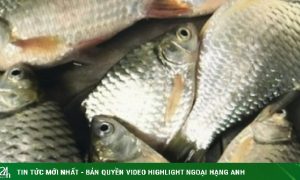 Vì sao cá mè xứng đáng có trong thực đơn?