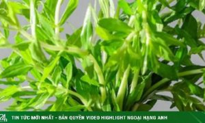 Công dụng trị bệnh của rau ngổ và cách dùng an toàn