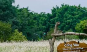 Cánh đồng cỏ lau ở Ecopark chốn hẹn hò, chụp ảnh lý tưởng cho du khách Hà Nội