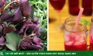 Loại lá giúp thải độc gan, quyét sạch mỡ máu được bán đầy chợ Việt, mua chỉ 5k đủ dùng cho cả nhà